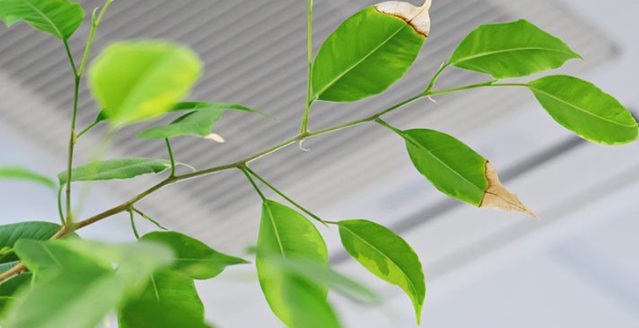 97837af5-a0eb-44b3-a9d9-97160b47c10d_l